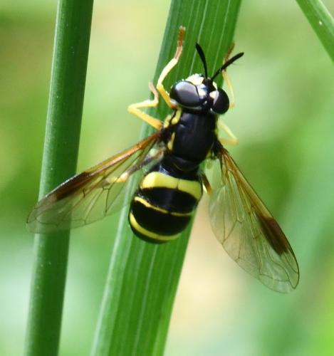 Chrysotoxum bicinctum
